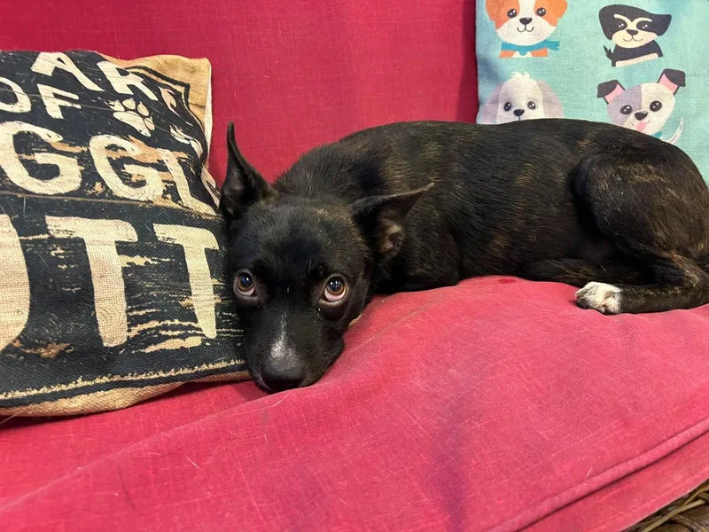 A young medium-sized female Boston Terrier dog named Dolly for adoption in Steeleville, IL