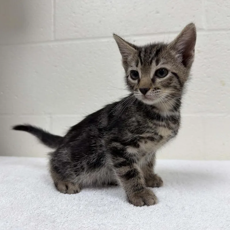 A baby small-sized male Brown / Chocolate Domestic Short Hair cat named Gobstopper for adoption in Verona, VA