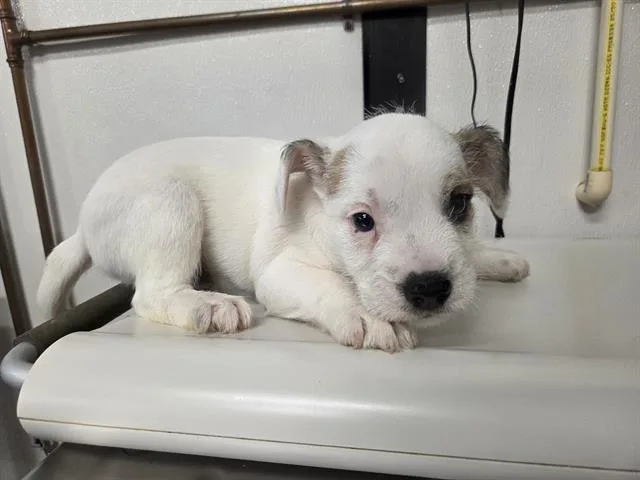 A baby small-sized male Pit Bull Terrier dog named Ice for adoption in Panama City, FL