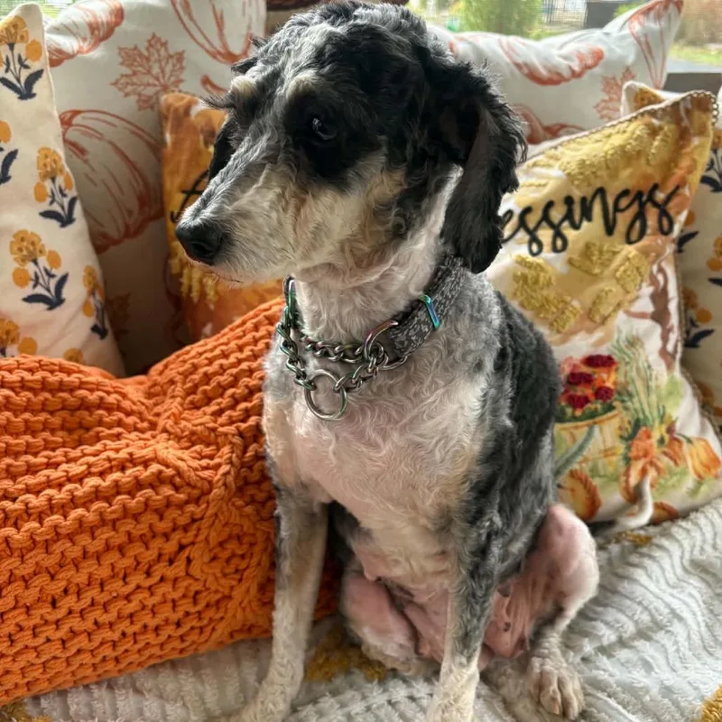 An adult small-sized female White / Cream Bernese Mountain Dog dog named Hazel for adoption in Rochester, MN