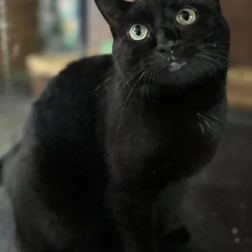 A young medium-sized female Black Domestic Short Hair cat named Teffie for adoption in Tipp City, OH