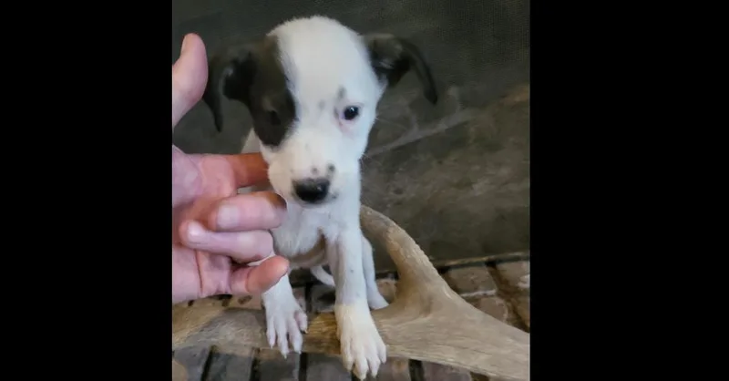 Nevada Pups: Siyah