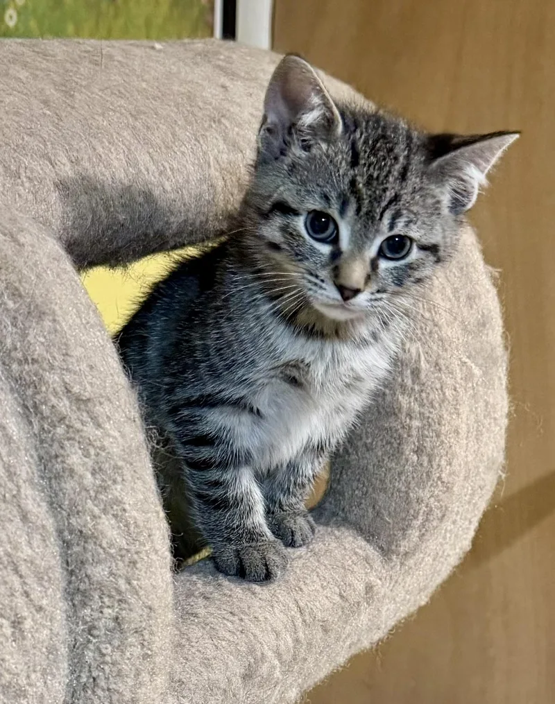 A baby medium-sized male Tabby (Brown / Chocolate) Domestic Short Hair cat named Jack for adoption in Westfield, NJ