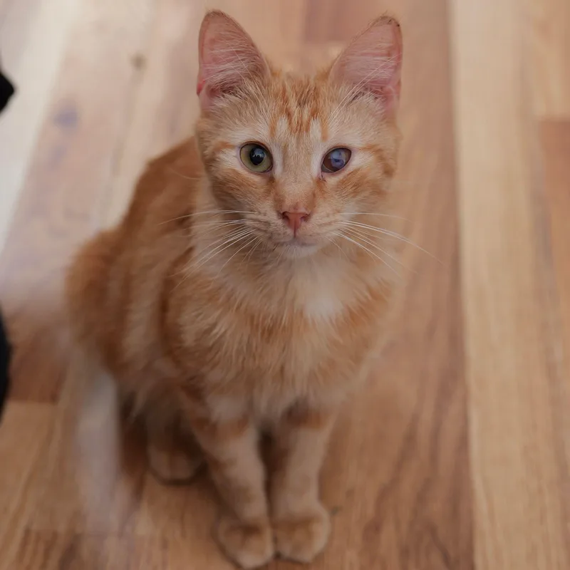 A baby medium-sized male Tabby (Orange / Red) Tabby cat named Almond for adoption in New York, NY