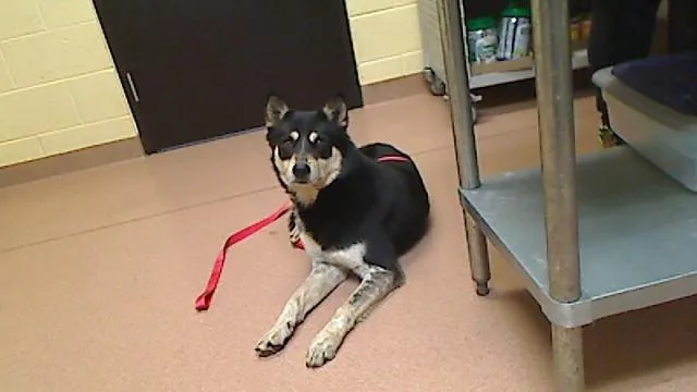 An adult medium-sized male Australian Cattle Dog / Blue Heeler dog named Zepstar for adoption in Cookeville, TN