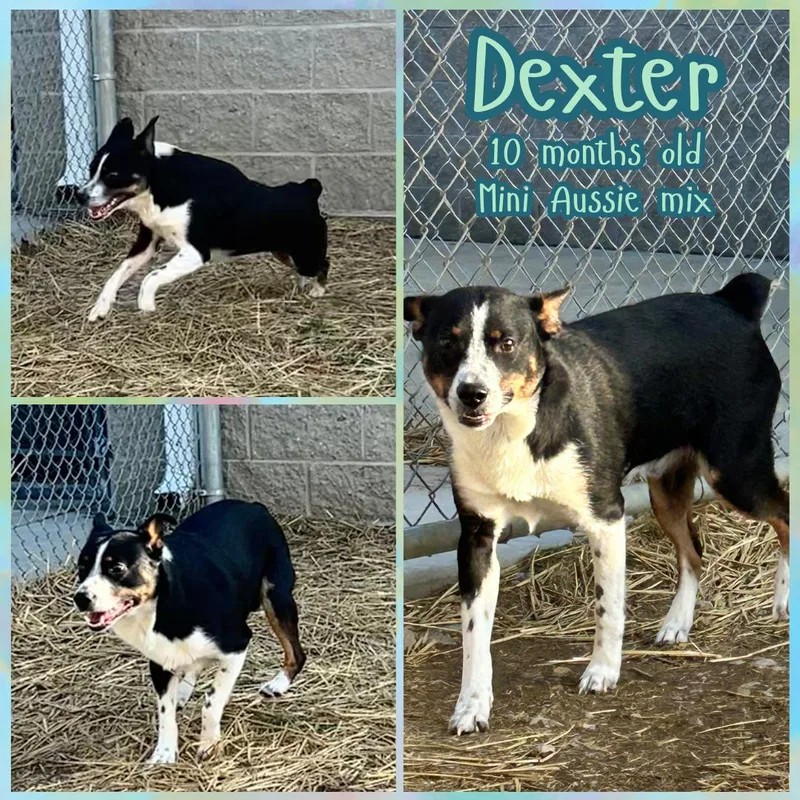 A young medium-sized male Black Australian Shepherd dog named Dexter for adoption in Franklin, IN