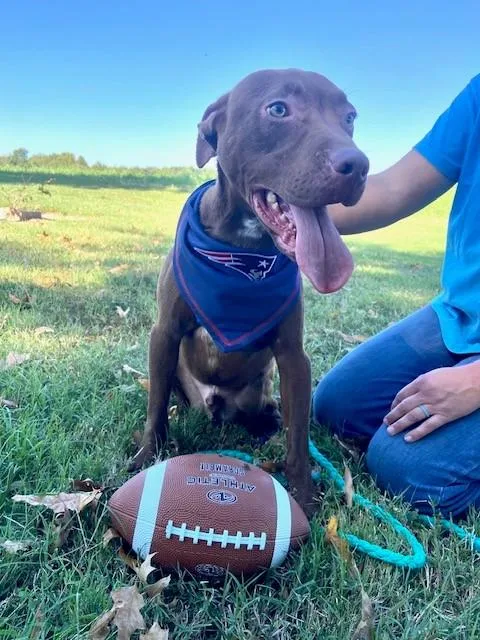 A young medium-sized male Brown / Chocolate Boxer dog named Rusty Sunbeam for adoption in Andover, MA
