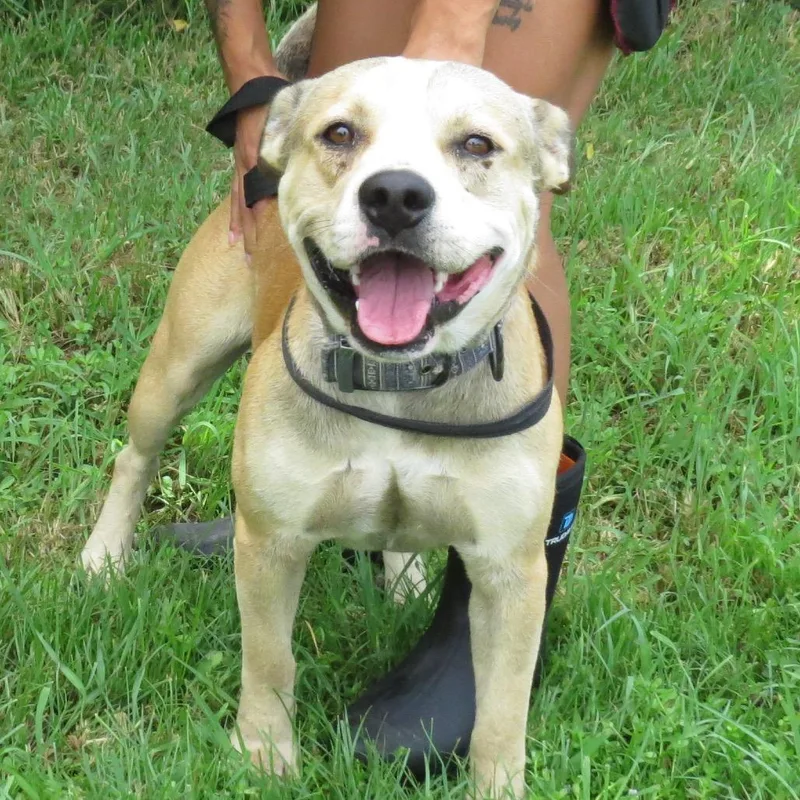 An adult medium-sized male Yellow / Tan / Blond / Fawn Mixed Breed dog named Charming for adoption in Lake Jackson, TX