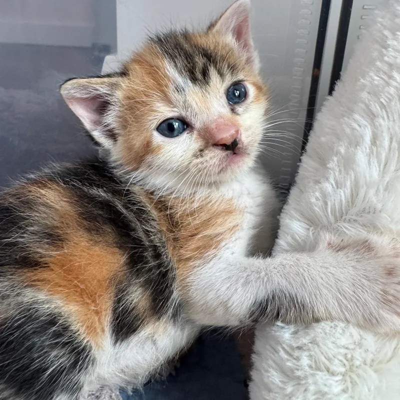 A baby small-sized female White Domestic Short Hair cat named Meenie for adoption in Austin, TX