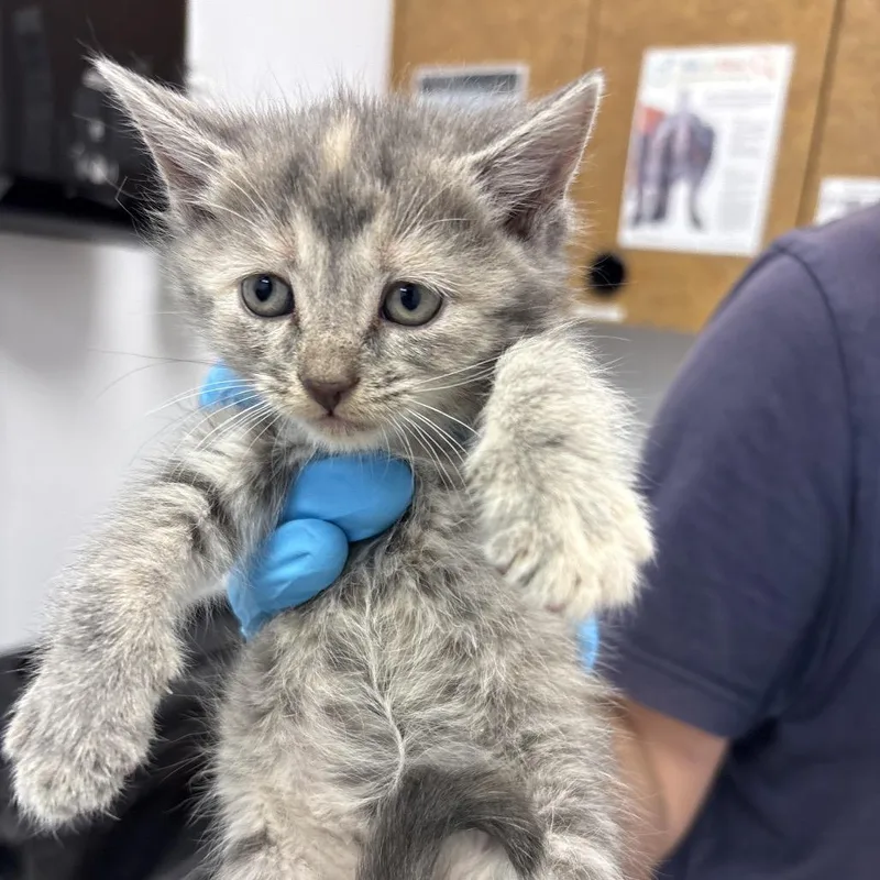A baby small-sized female Calico Domestic Short Hair cat named Granger for adoption in West Palm Beach, FL