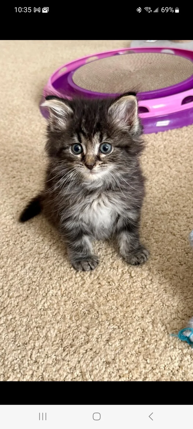 A baby medium-sized male Domestic Long Hair cat named Button for adoption in Lewis Center, OH