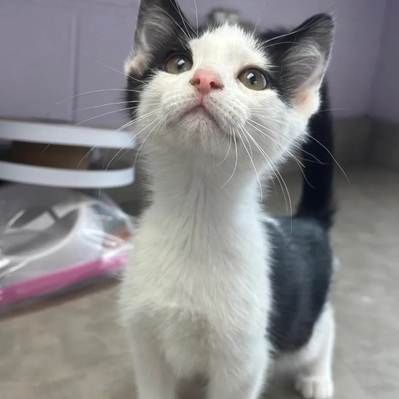 A baby small-sized male White Domestic Short Hair cat named Washington for adoption in Marshalltown, IA