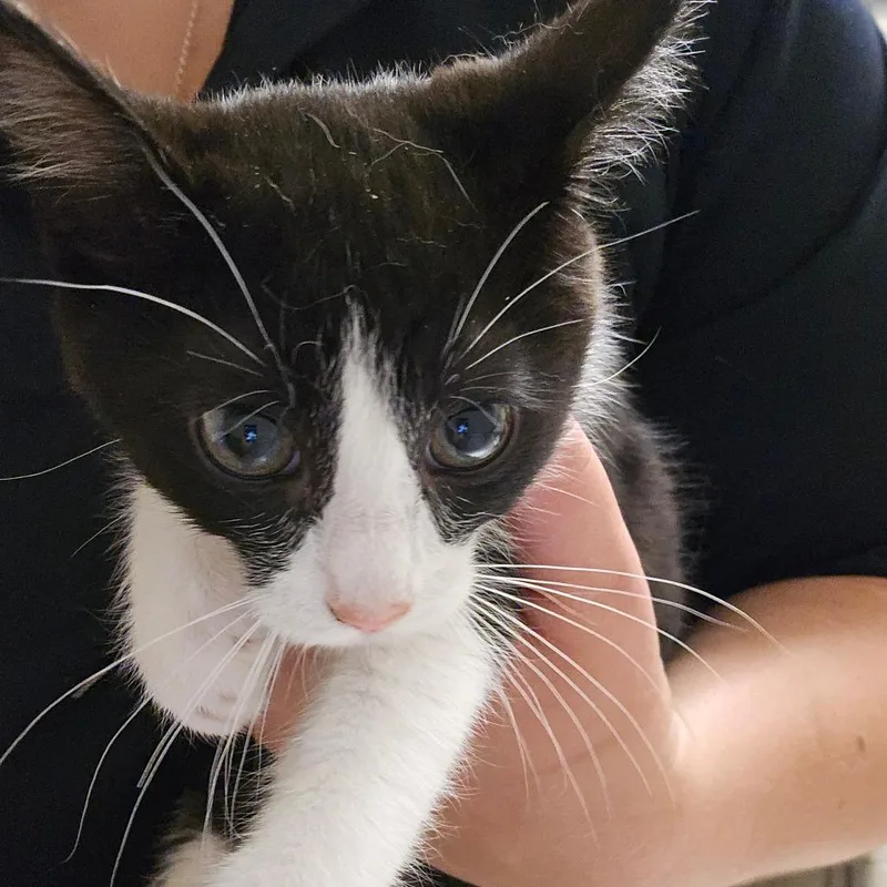 A baby small-sized female Black Domestic Short Hair cat named Pepa for adoption in Bristol, IN