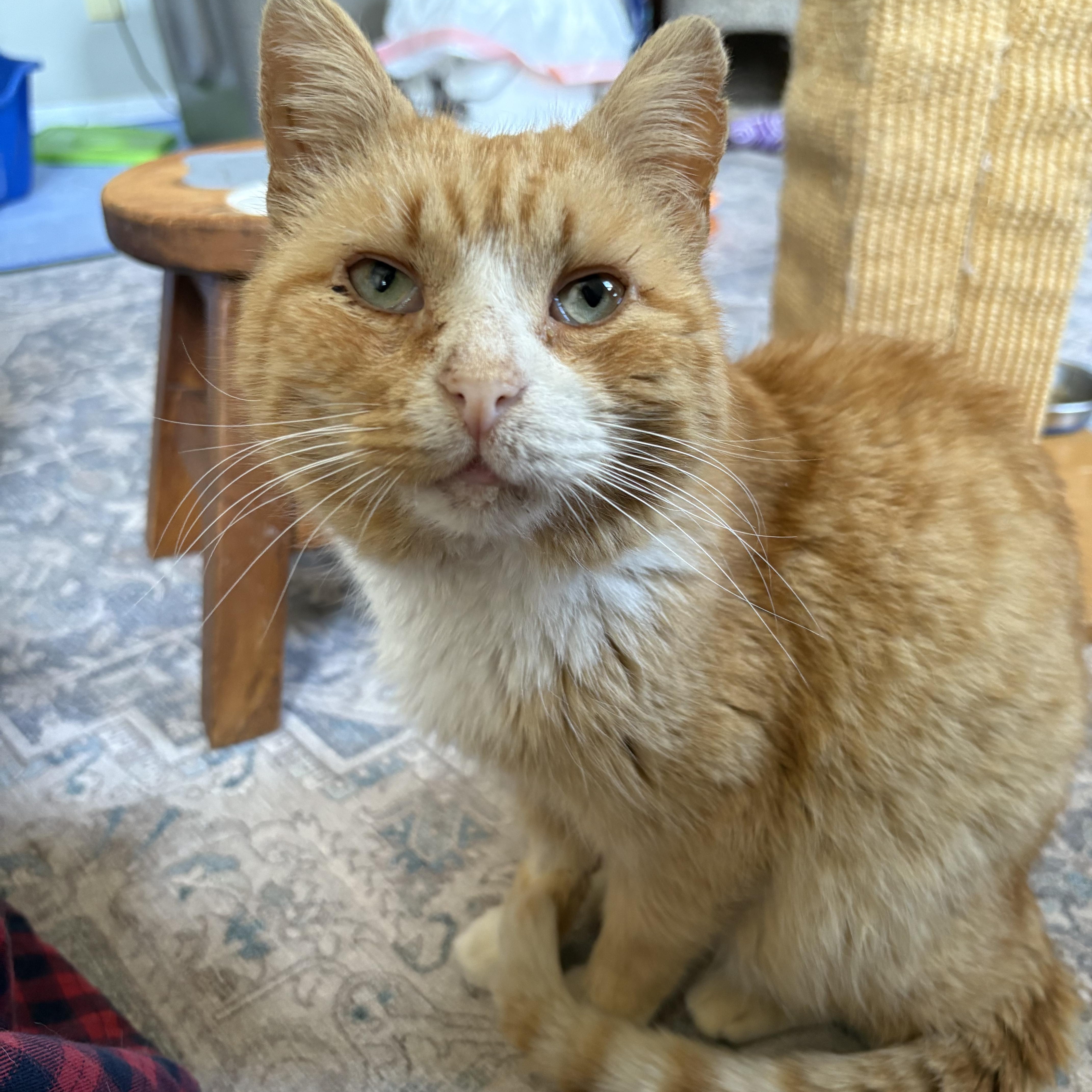 A senior medium-sized male Orange & White Domestic Short Hair cat named Arlington for adoption in Warminster, PA