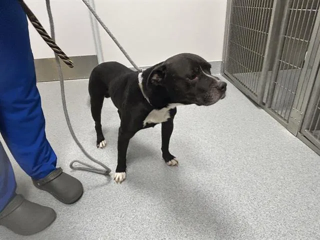 An adult large-sized male Pit Bull Terrier dog named A for adoption in Ocala, FL