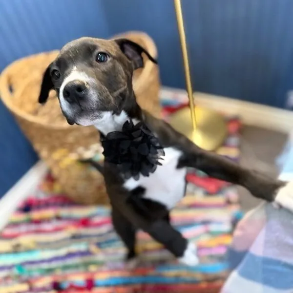 A baby medium-sized female Black Pit Bull Terrier dog named Toffee Butterscotch Bean for adoption in Friendswood, TX