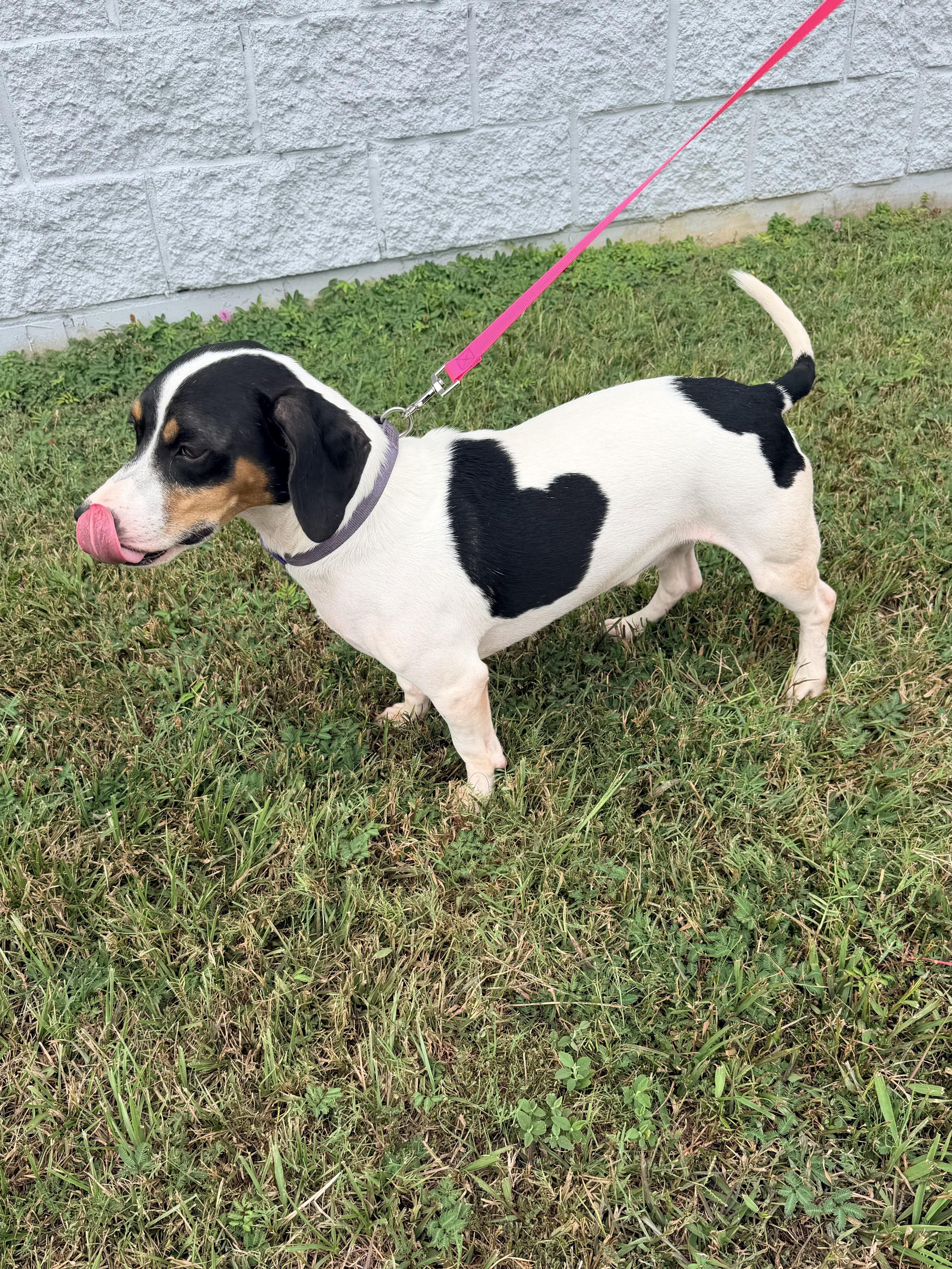 An adult small-sized male Black Beagle dog named Marco for adoption in Baker, LA