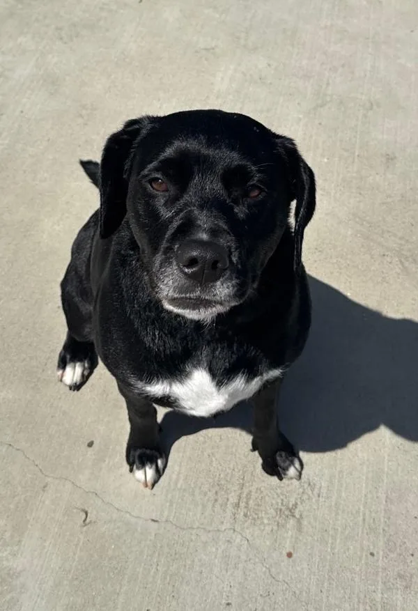 An adult large-sized female Labrador Retriever dog named June for adoption in Oceanside, CA