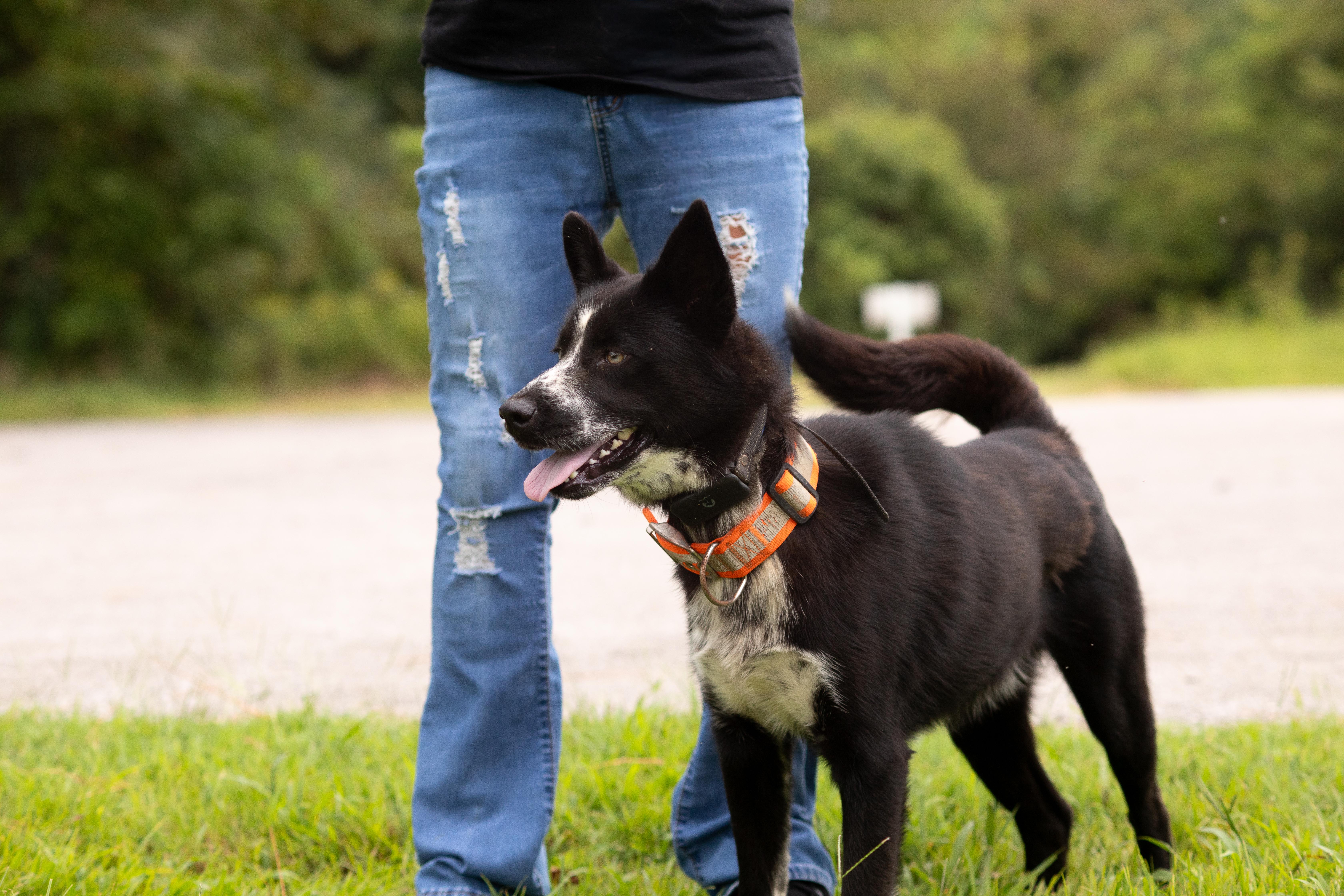 An adult large-sized male Husky dog named Ardie for adoption in Dixon, KY