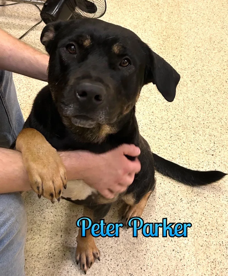 Peter Parker
