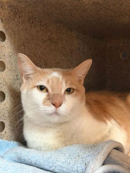 An adult medium-sized female Domestic Short Hair cat named Juno for adoption in Daytona Beach, FL