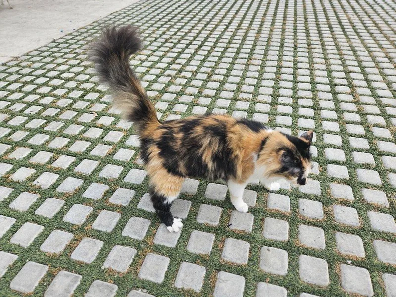 A young medium-sized female Calico cat named Callie Cerebellum for adoption in Manhattan Beach, CA