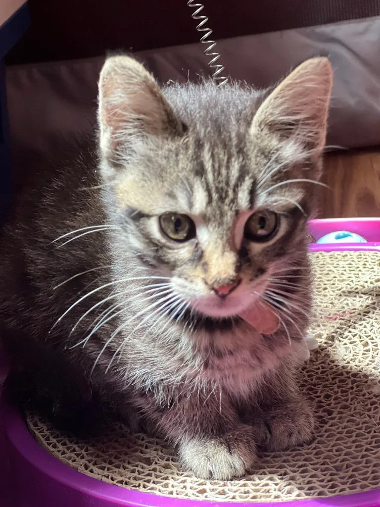 A baby small-sized male Domestic Short Hair cat named Leon for adoption in Gorham, ME