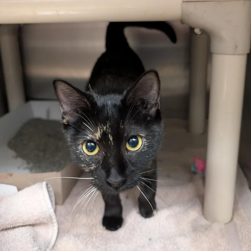 A young medium-sized female Domestic Short Hair cat named Ikea for adoption in St. Augustine, FL