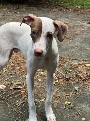 An adult medium-sized male Mixed Breed dog named Leo for adoption in New Orleans, LA