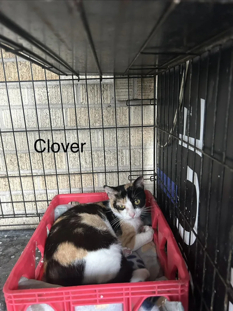 A baby medium-sized female Calico Domestic Short Hair cat named Clover for adoption in Metairie, LA