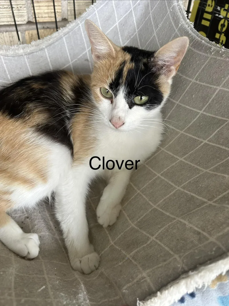 Clover thumbnail 2