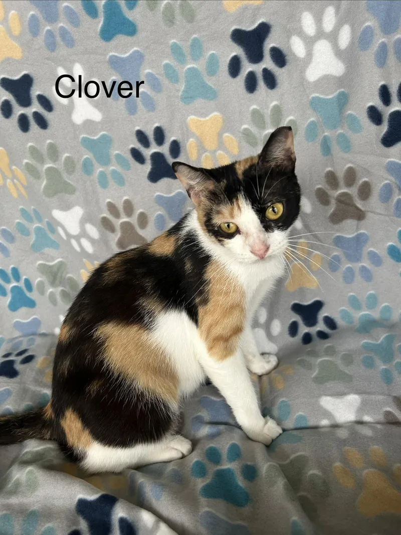 Clover thumbnail 3
