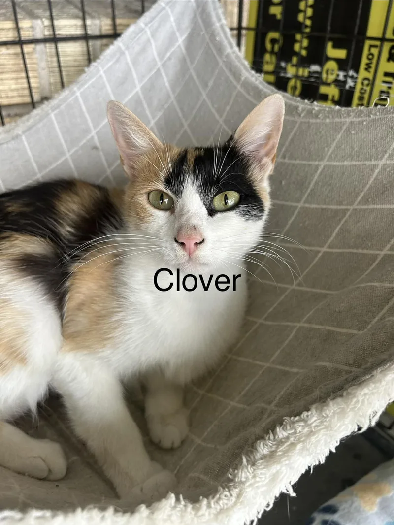Clover thumbnail 4