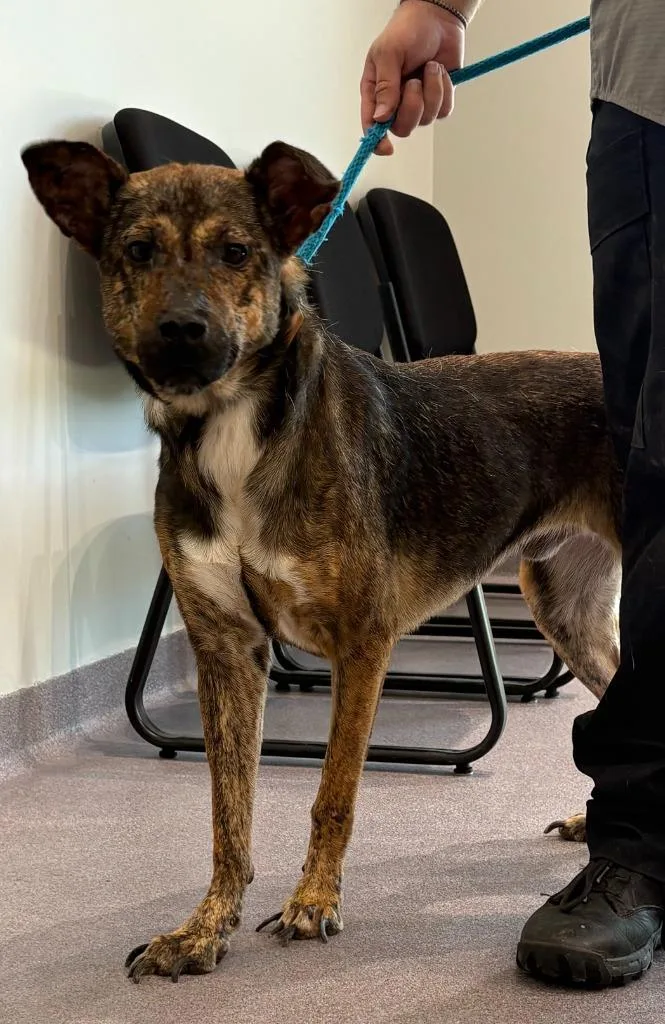 An adult medium-sized male Shepherd dog named Baloney for adoption in Benton, AR