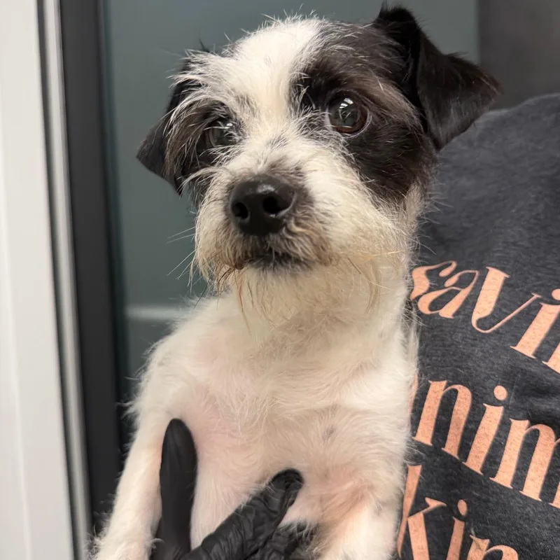 An adult small-sized female White / Cream Terrier dog named Burberry for adoption in Abilene, TX