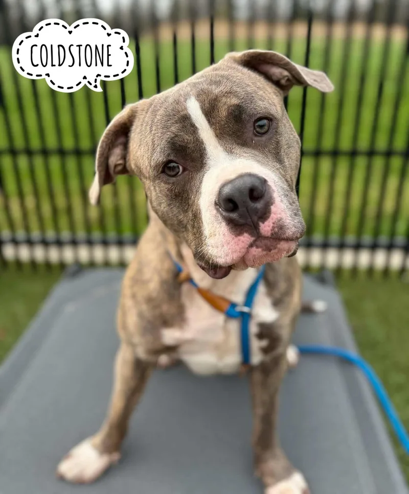 An adult large-sized male Brindle Mixed Breed dog named Coldstone for adoption in Flint, MI