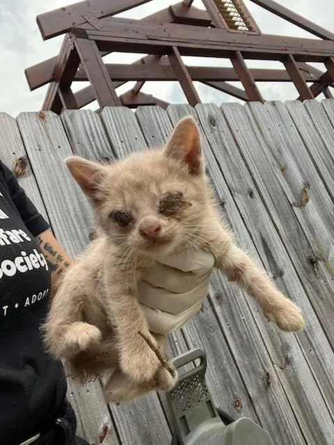 A baby small-sized male Domestic Short Hair cat named Cheddar Wiggles for adoption in Fort Walton Beach, FL