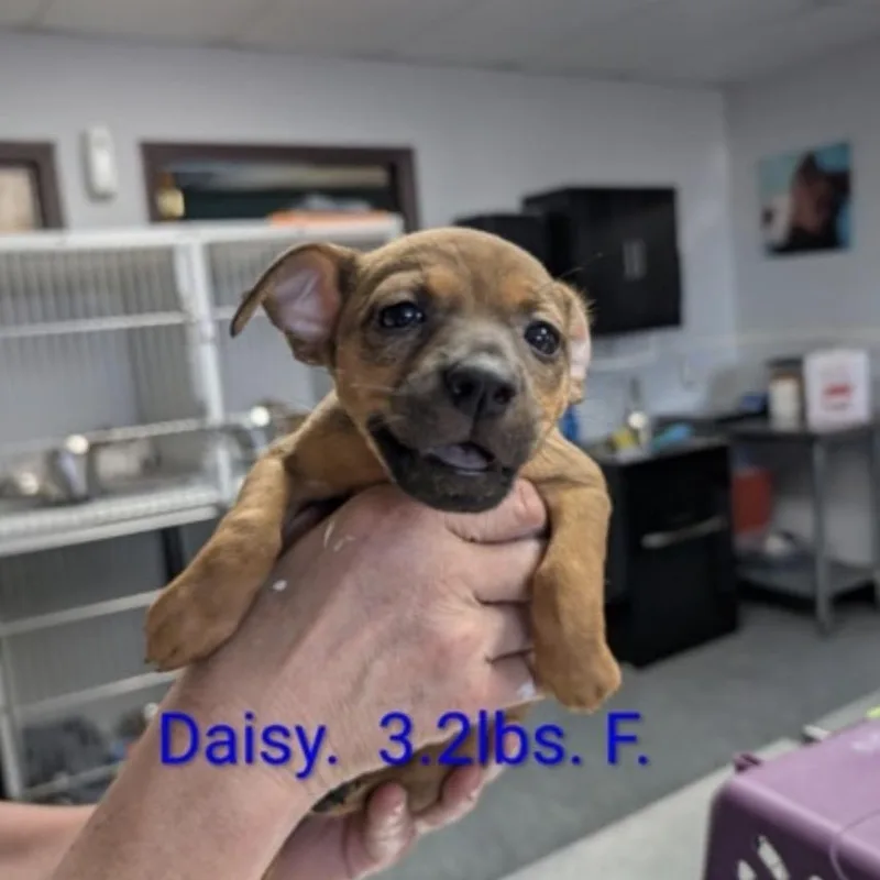 A baby small-sized female Brindle Jack Russell Terrier dog named Daisy for adoption in Cumberland, RI