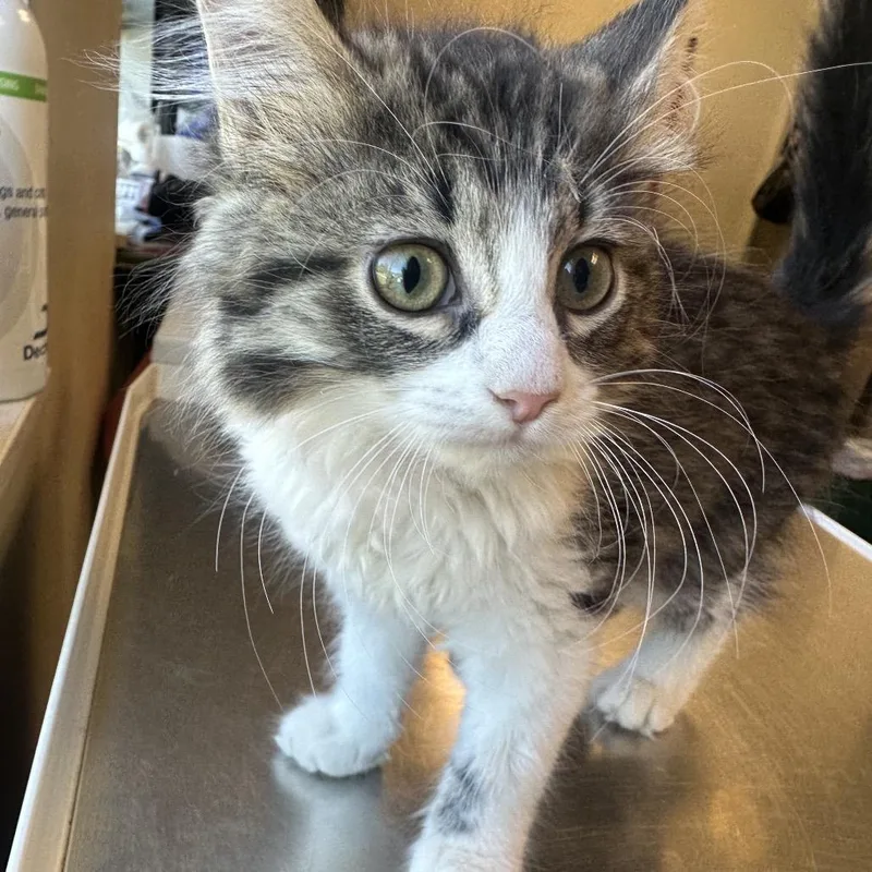 A baby small-sized female Brown / Chocolate Domestic Medium Hair cat named Booker for adoption in Columbia Station, OH