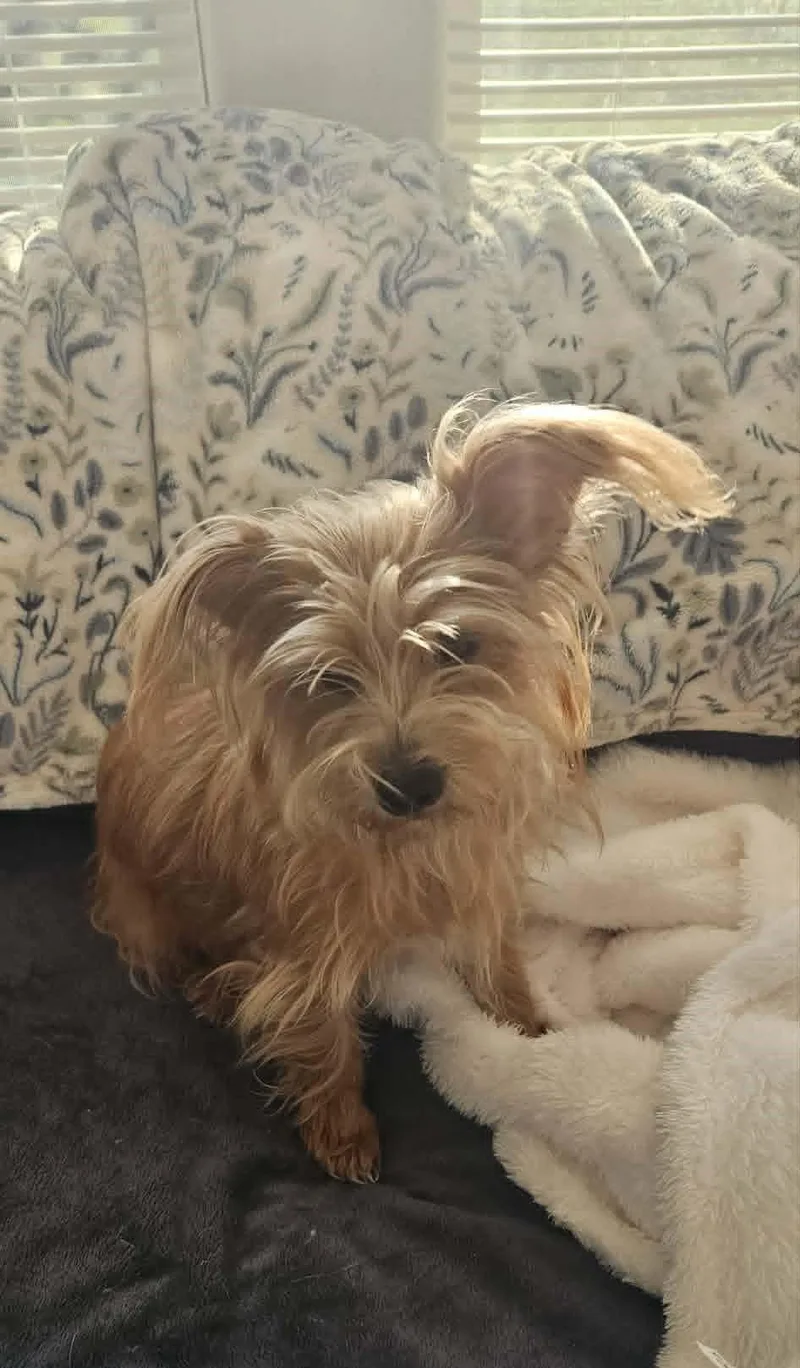 A young small-sized female Yorkshire Terrier dog named Faye for adoption in Media, PA