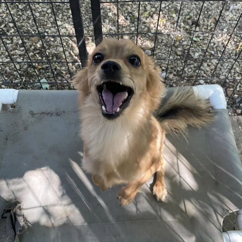 An adult small-sized male Yellow / Tan / Blond / Fawn Dachshund dog named Naim for adoption in Madison, WI