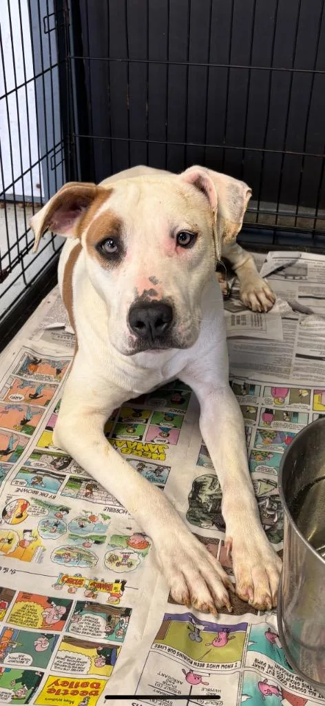 A young large-sized male Boxer dog named Percy for adoption in Greenwood, MS