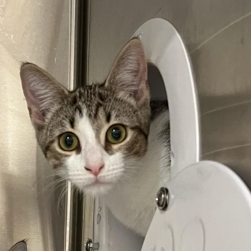 A baby small-sized female Domestic Short Hair cat named Finch for adoption in Cumming, GA