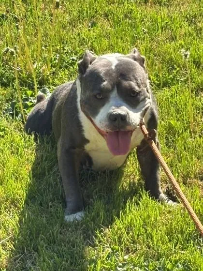 An adult medium-sized female English Bulldog dog named Muffy for adoption in Hamilton, NJ