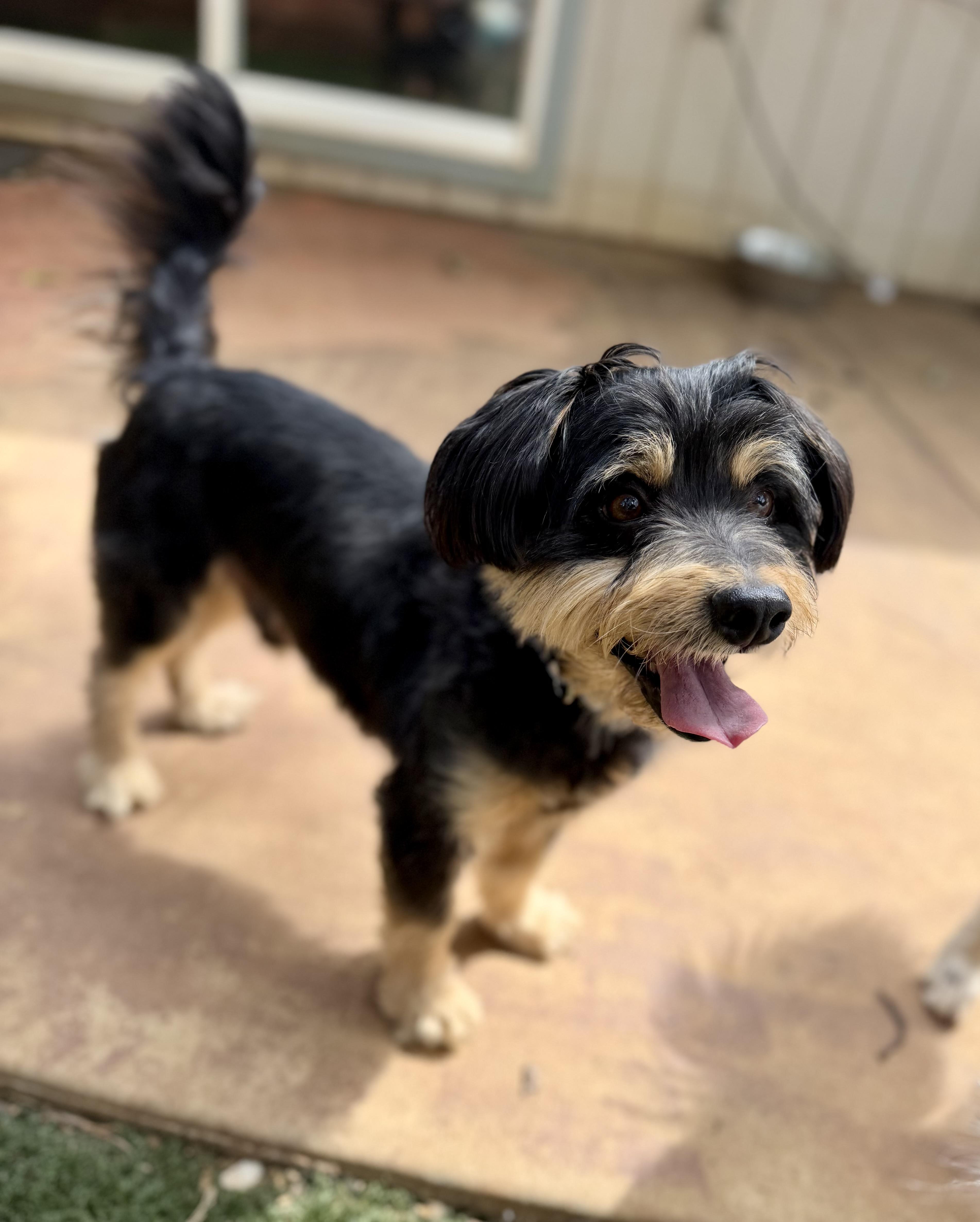 A young small-sized male Terrier dog named Sparky for adoption in Sonora, CA