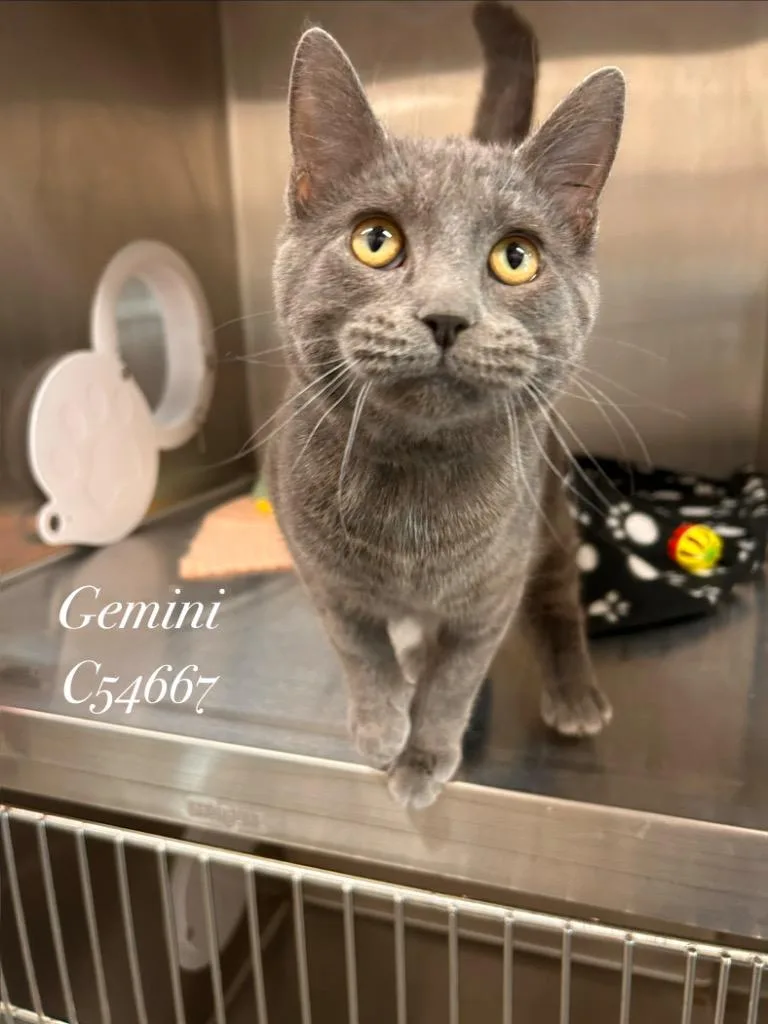 A young medium-sized female Domestic Short Hair cat named Gemini for adoption in Clarksville, TN