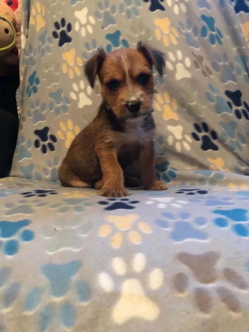 A baby medium-sized male Bicolor Yorkshire Terrier dog named Bj for adoption in Campton, KY
