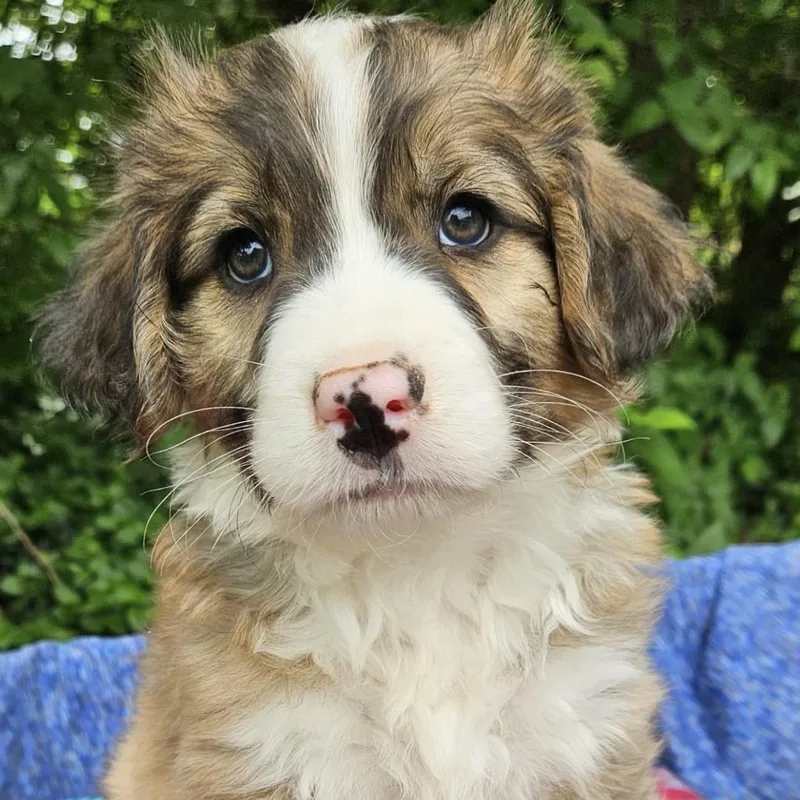 A baby medium-sized male Brown / Chocolate Australian Shepherd dog named Bowtie for adoption in Pelham, NH