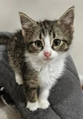 A baby medium-sized female Domestic Short Hair cat named Billie for adoption in Reston, VA