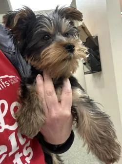 A young small-sized male Yorkshire Terrier dog named Mickey Mouse for adoption in Kansas City, MO
